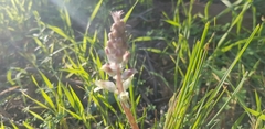 Lachenalia judithiae