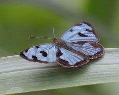 Dynamine postverta postverta