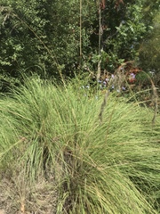Eragrostis parviflora