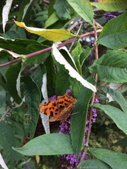 Polygonia c-album