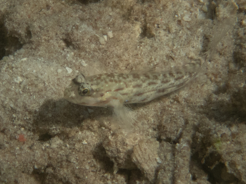 Gladiogobius observed 2024-10-18