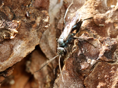 Auplopus architectus