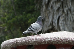 Columba livia