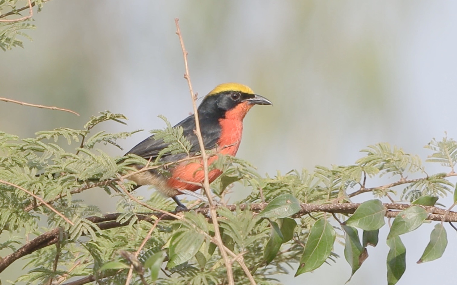 Yellow-crowned Gonolek (Laniarius barbarus), photo 3