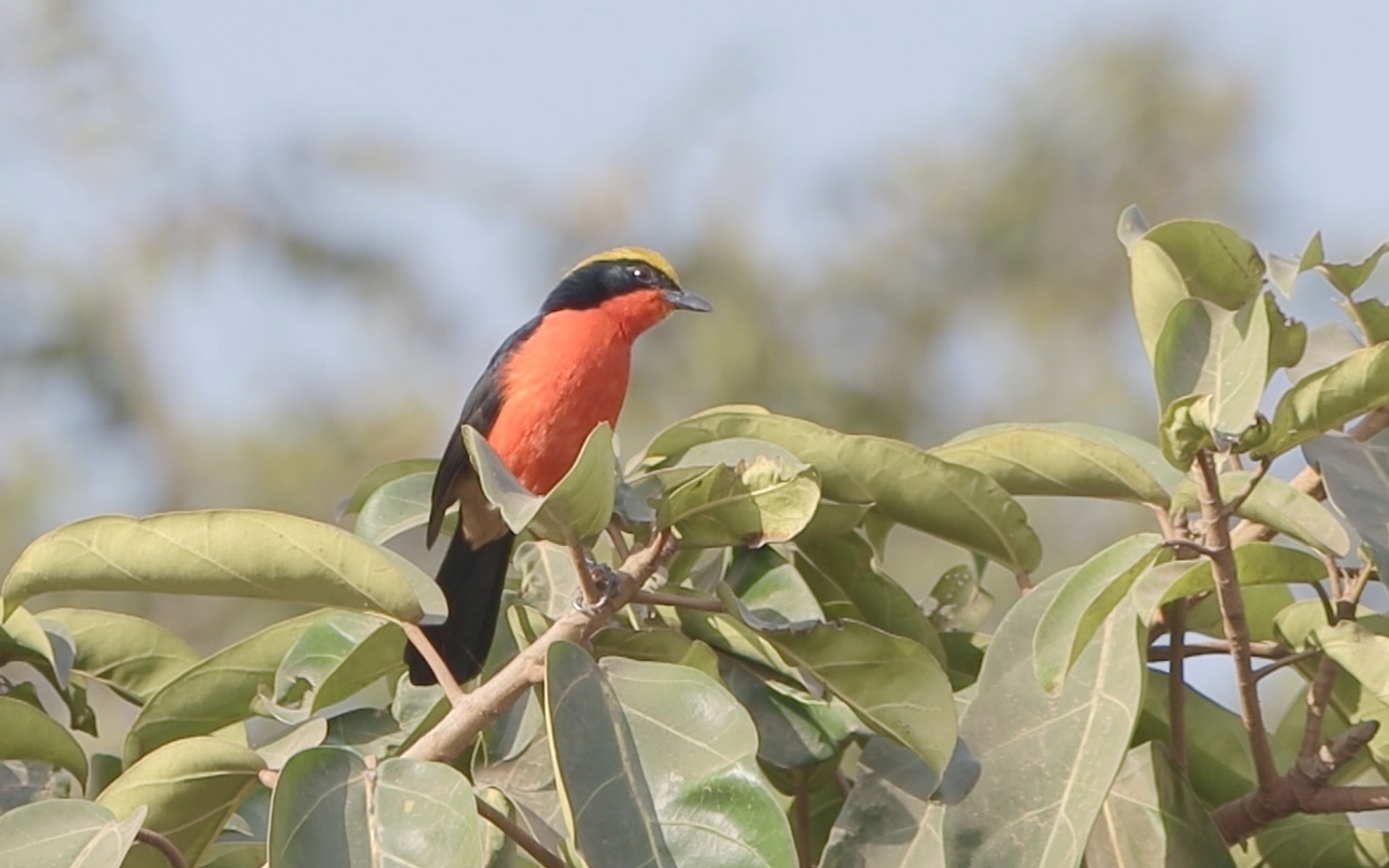 Yellow-crowned Gonolek (Laniarius barbarus), photo 4