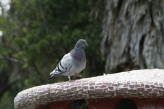 Columba livia