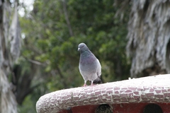 Columba livia