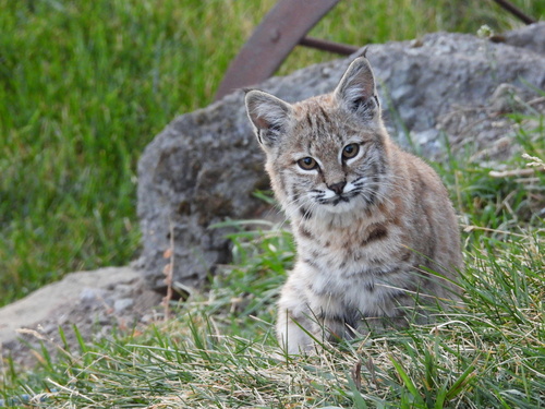 iNaturalist observation 2024-10-11