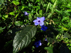 Eranthemum