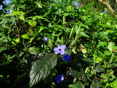 Eranthemum