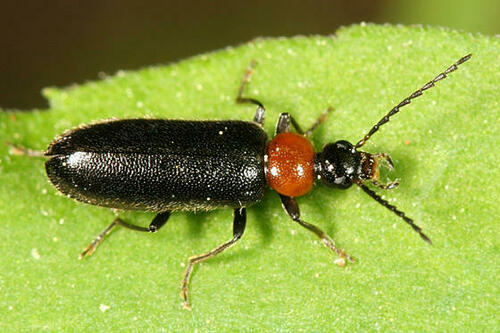 Pedilus lugubris (Say, 1826)