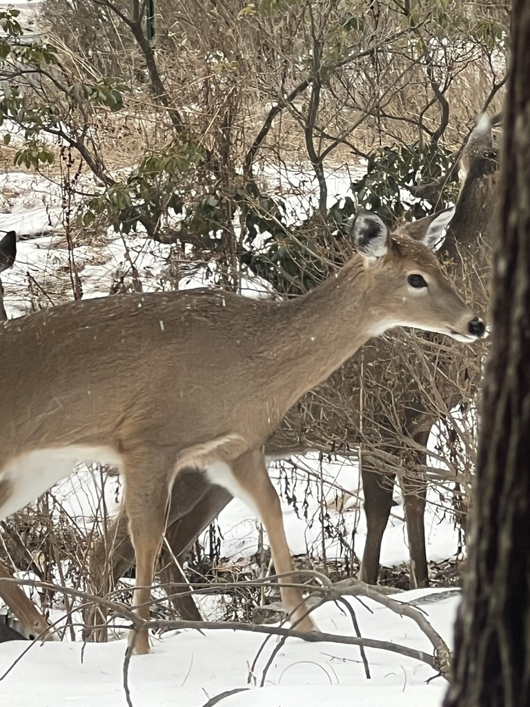 White-tailed Deer