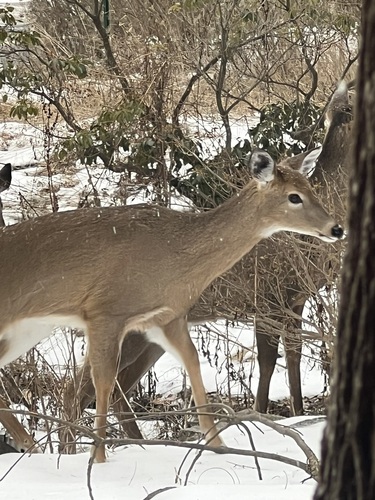 White-tailed Deer