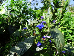 Eranthemum