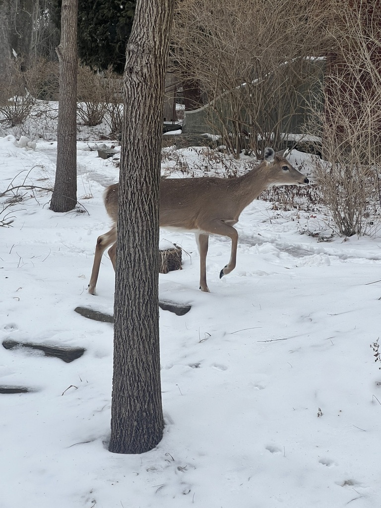 White-tailed Deer