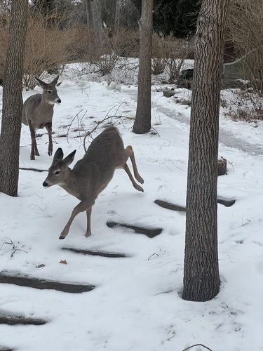 White-tailed Deer