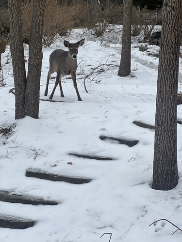 White-tailed Deer