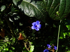 Eranthemum