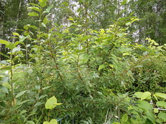 Populus longifolia