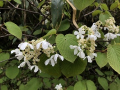 Viburnum furcatum