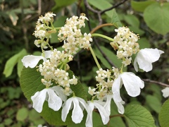 Viburnum furcatum