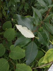 Populus longifolia