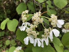 Viburnum furcatum