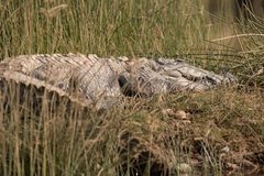 Crocodylus palustris
