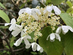 Viburnum furcatum