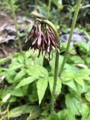 Heloniopsis orientalis