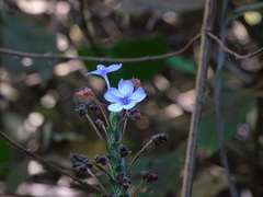Eranthemum roseum