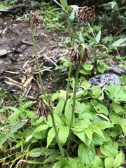 Heloniopsis orientalis