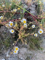 Tripleurospermum maritimum maritimum