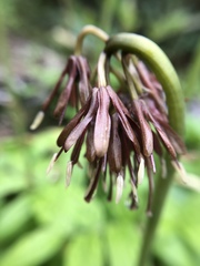 Heloniopsis orientalis