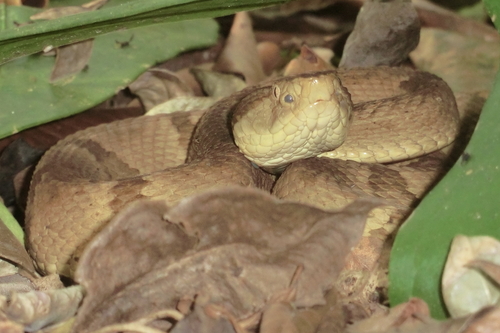 Golden Lancehead