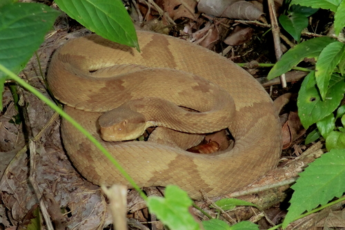 Golden Lancehead