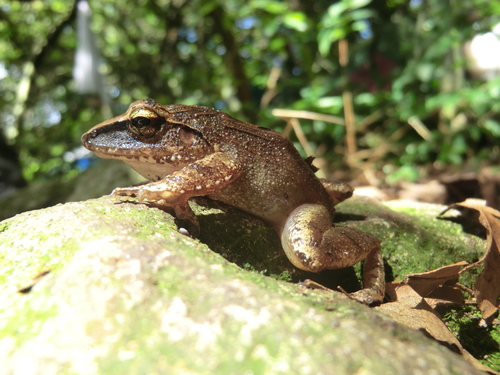 Clay Robber Frog, Haddadus binotatus
