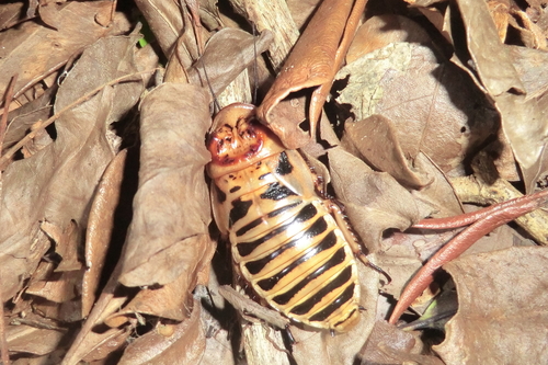 Parahormetica cicatricosa