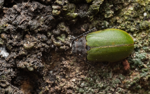 Galeruca haagi
