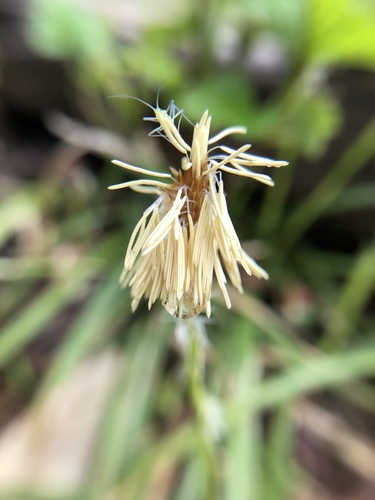 Carex blepharicarpa iNat (3)