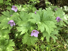 Glaucidium palmatum