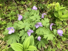 Glaucidium palmatum