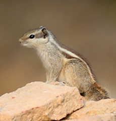 Funambulus pennantii