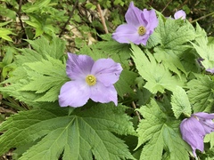 Glaucidium palmatum