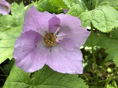 Glaucidium palmatum