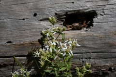 Sericocarpus oregonensis