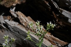 Sericocarpus oregonensis
