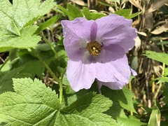 Glaucidium palmatum