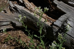 Sericocarpus oregonensis