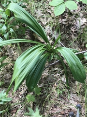 Veratrum hybridum